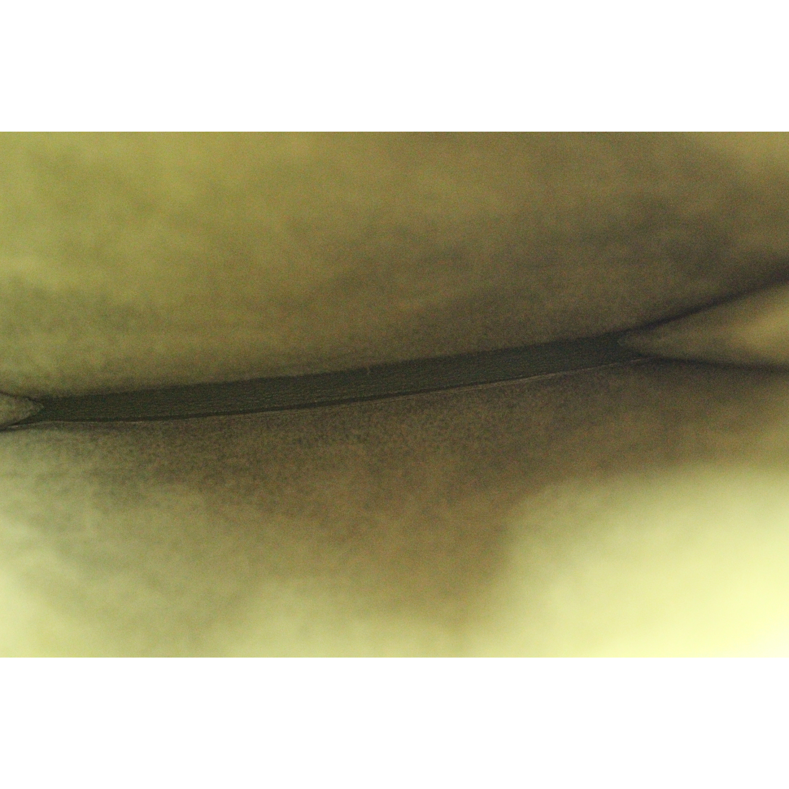 Onimaitou 2 Taullion Clemence Pelouse Crossbody Bag